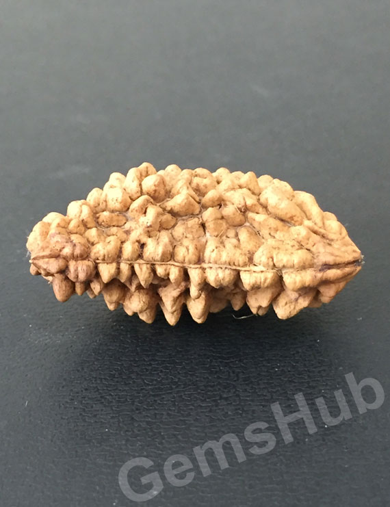 1 Face/Mukhi Certified Rudraksha Premium Quality